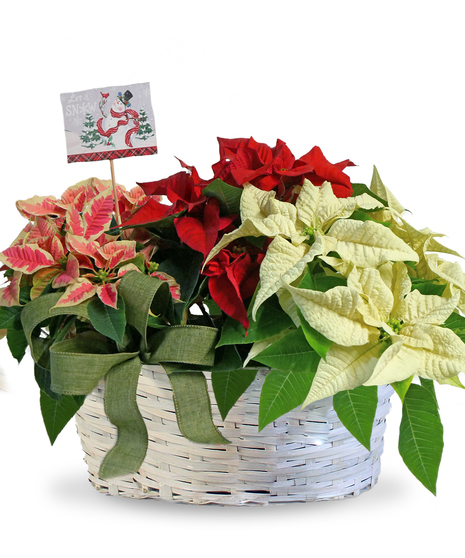 Poinsettia Party