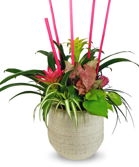 Anders Pot Bromeliad Garden