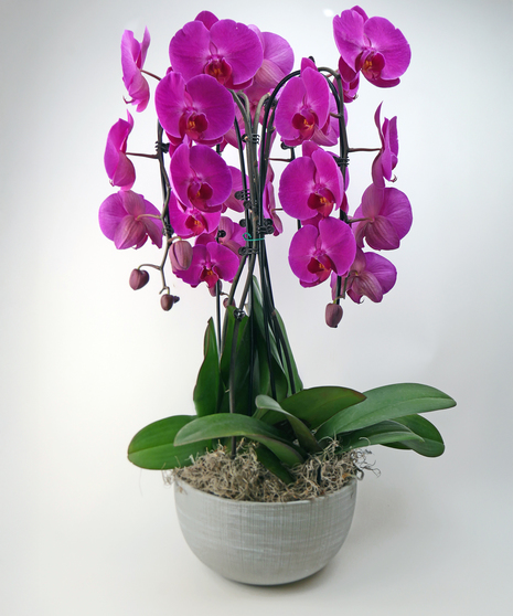 Sophisticated Love Orchid