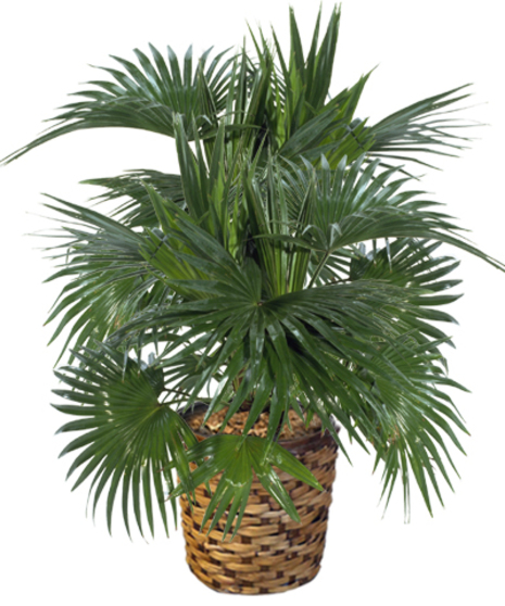 Plants