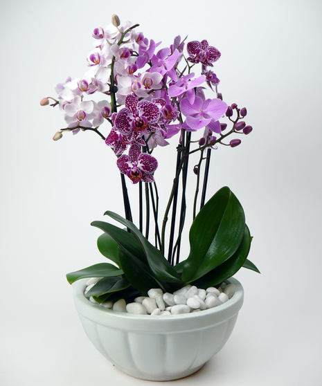 Petite Orchid Trio