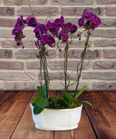 Premium Double Orchid