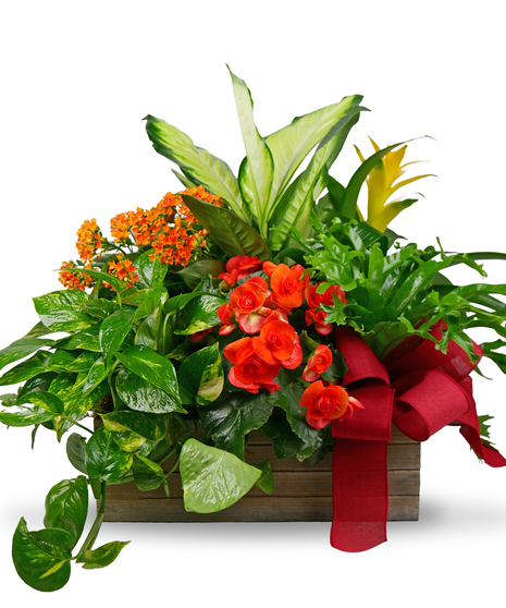 Seasonal Blooming Box