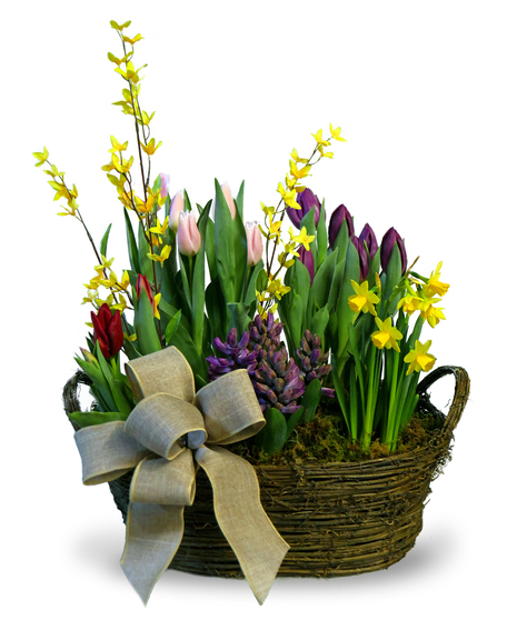 Bulb Plant Garden