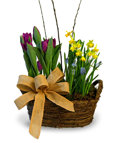 mage showcases the Bulb Plant Garden arranged in a wicker basket adorned with a pretty bow. 