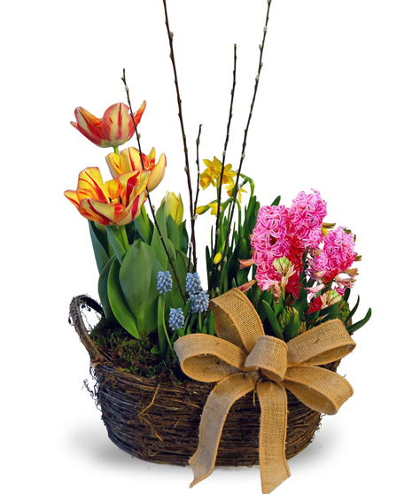 mage showcases the Bulb Plant Garden arranged in a wicker basket adorned with a pretty bow. 