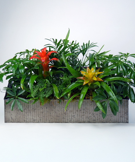 Plants