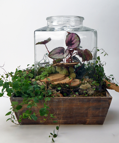 Plants