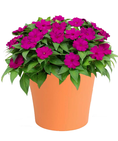 Sun Patien Patio Pot