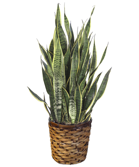 Sansevieria