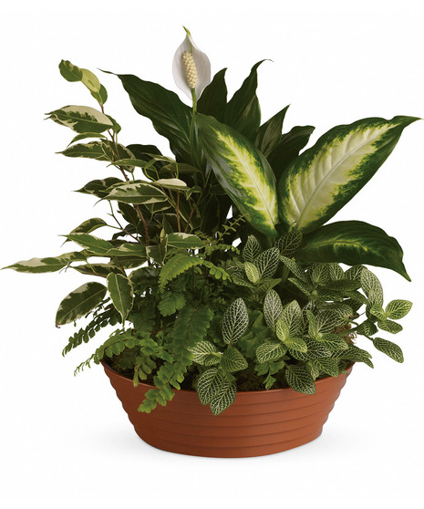 Dish garden featuring a variety of lush green plants in a charming container