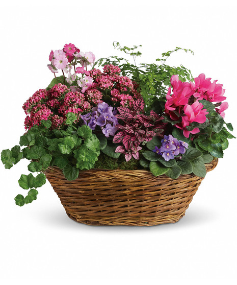 Basket filled with assorted blooming live plants