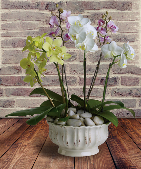 Regal Orchids