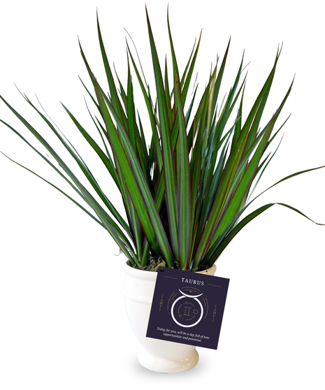 TAURUS - Zodiac Plant