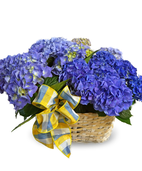 Triple Hydrangea Basket