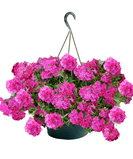 Verbena Hanging Basket