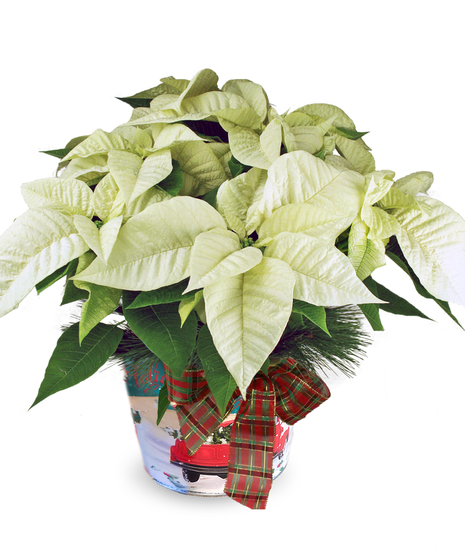 poinsettia plant