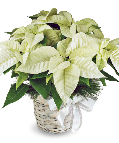 White Sympathy Poinsettia