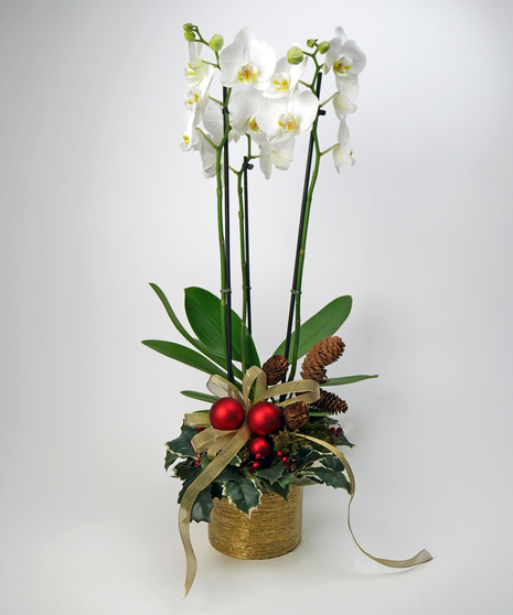 Winter Orchid
