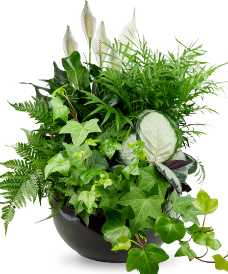 Dish garden featuring a variety of lush green plants