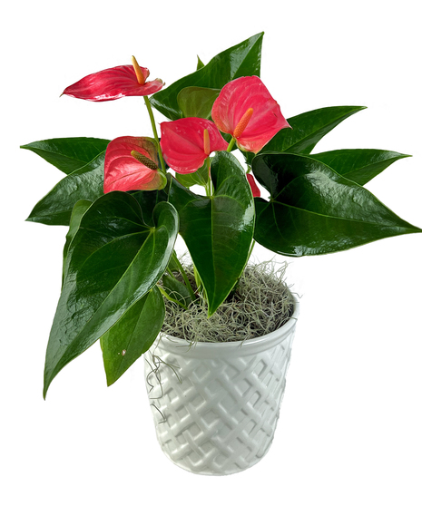 Anthurium