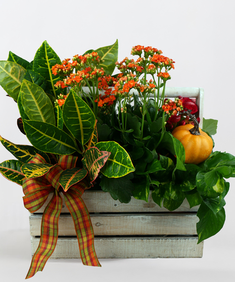 Garden Crate of Abundance