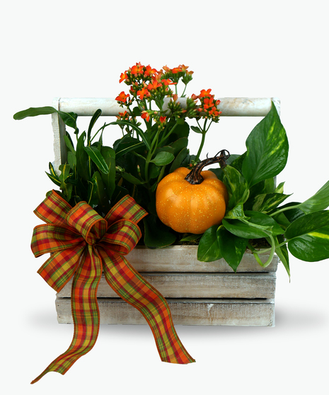 Image depicts a wooden crate filled with a variety of locally-grown bulb plants, including tulips, hyacinths, and hydrangeas. 