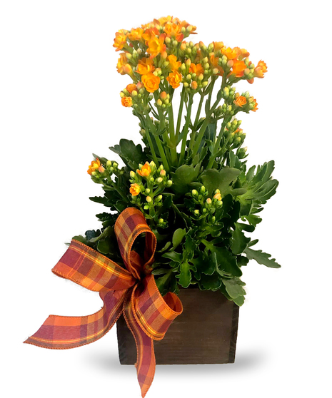 Kalanchoe in wood vessel