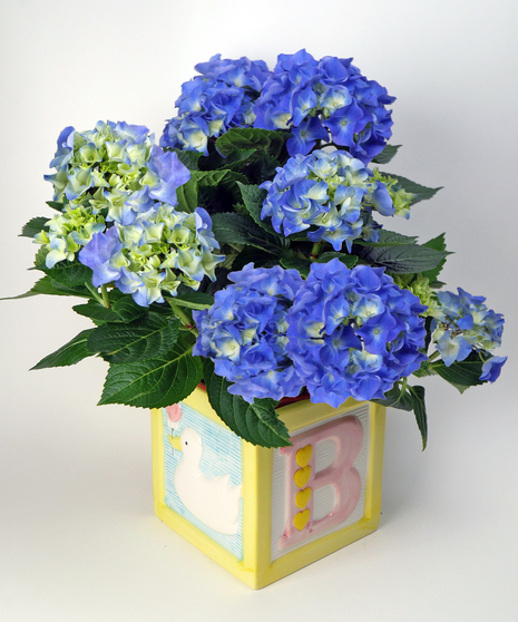Baby Block Hydrangea - Pink or Blue Available
