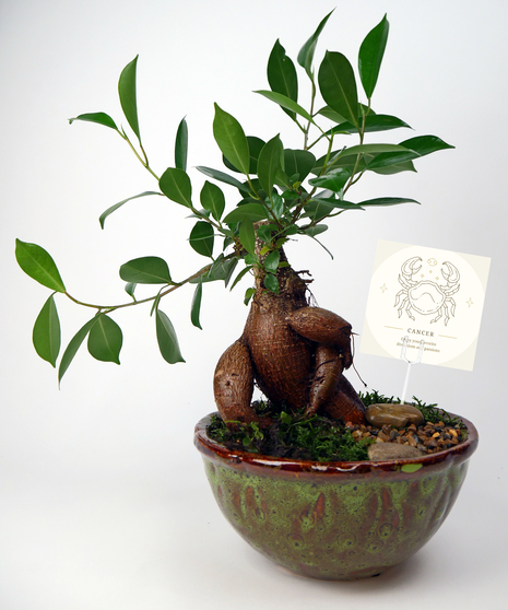 Cancer Zodiac Plant - Bonsai Tree