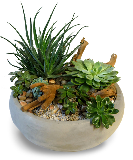 Concrete Jungle - Succulent Garden