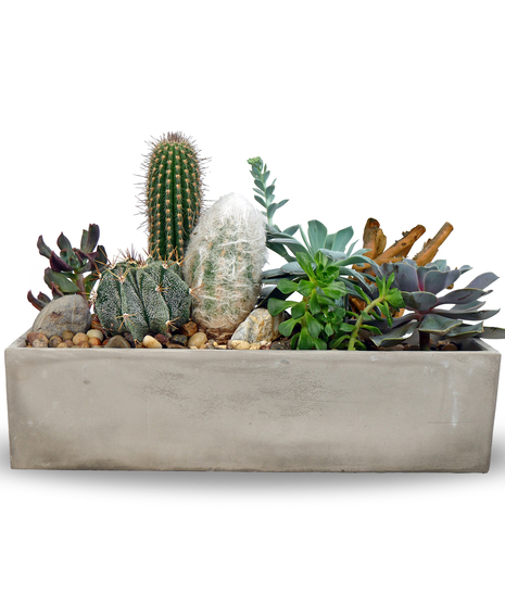 Desert Delight
