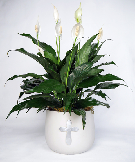 Image features a Peace Lily Plant with lush dark green foliage and delicate white lily blossoms. The plant is showcased in a decorative pot, 