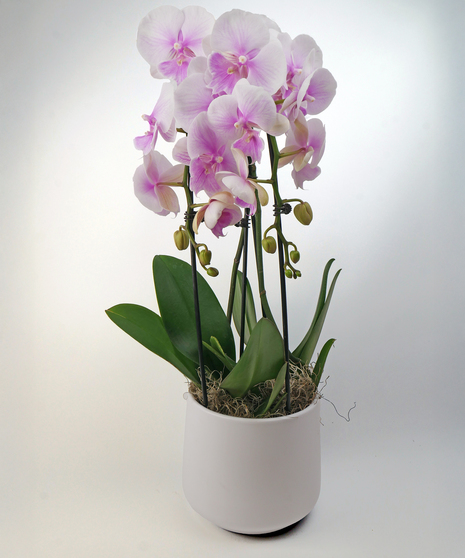 Double phalaenopsis orchid plant in a charming container