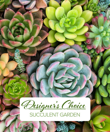 Succulent Garden - Designer's Mix