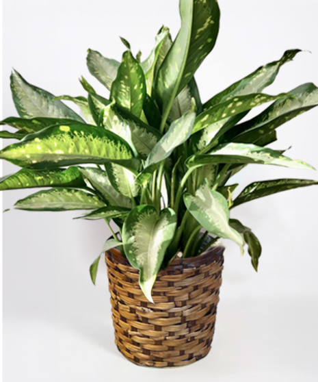 Dieffenbachia Panther - in 10