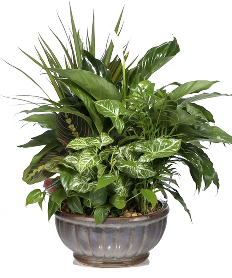 Dish garden featuring a variety of lush green plants