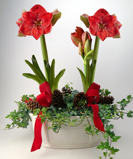 Amaryllis
