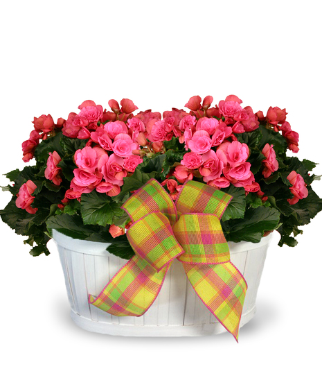 Double Begonia