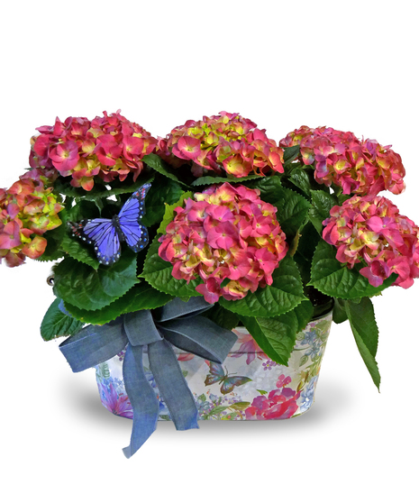 Double Hydrangea Basket