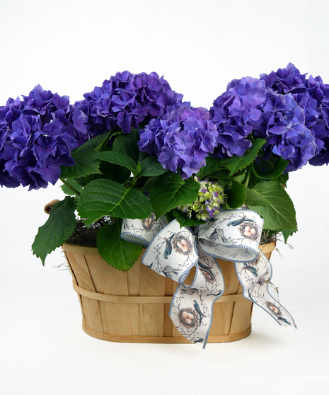 Double Hydrangea Basket