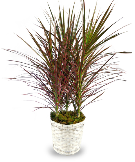 Dracaena Marginata - MEGA PLANT SALE!