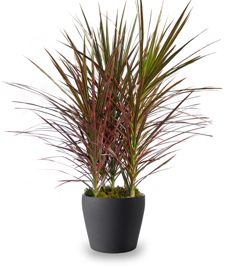 Dracaena Marginata
