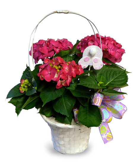 Bunny Hideaway Hydrangea