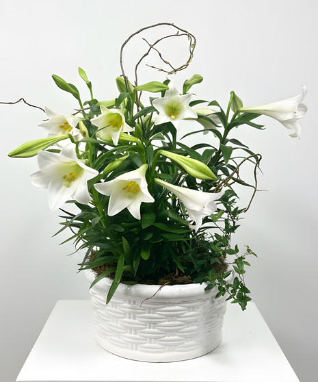 Easter Lily
