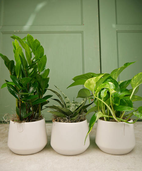 Trendy Plant Trio