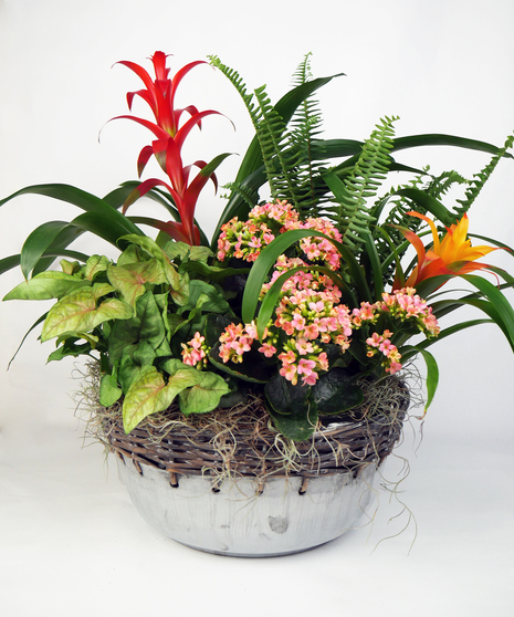 Bromeliad Euro Garden