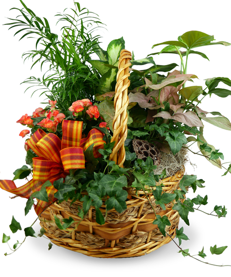 Fall Euro Garden
