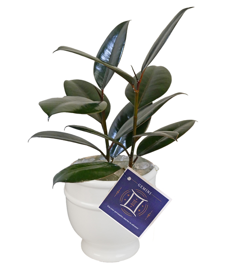 GEMINI - Zodiac Plant