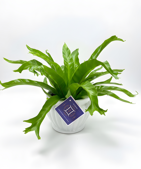GEMINI - Zodiac Plant